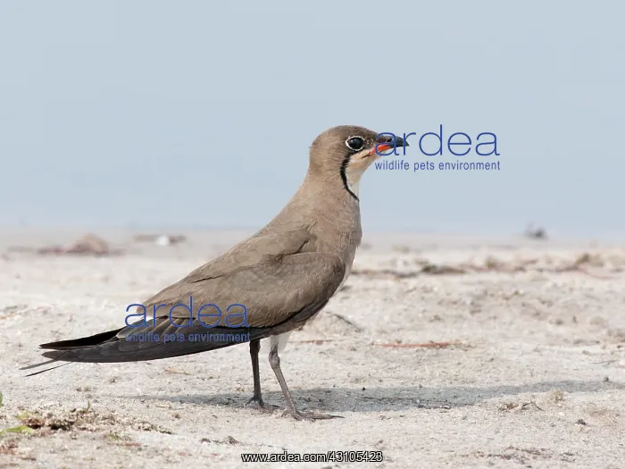 : Collared Pratincole : Collared Pratincole