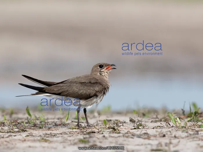 : Collared Pratincole : Collared Pratincole