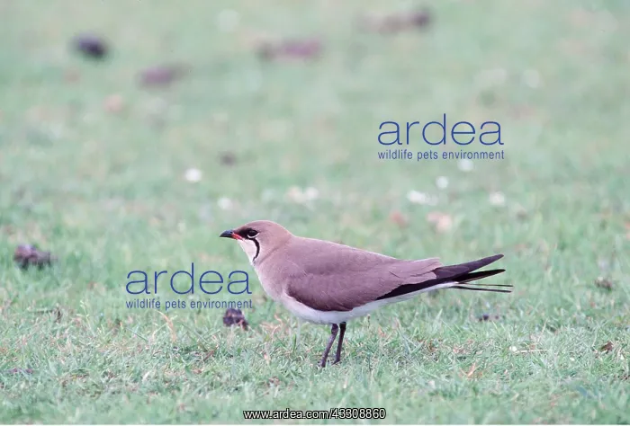 : COLLARED PRATINCOLE : COLLARED PRATINCOLE