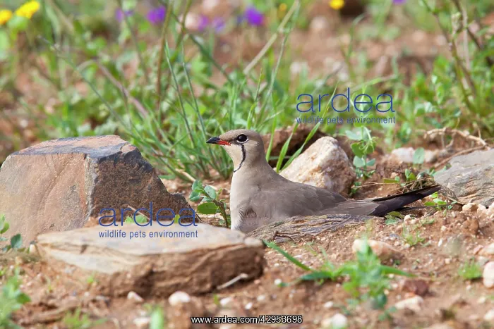 : Collared Pratincole - adult bird sitting on nest in farmland : Collared Pratincole - adult bird sitting on nest in farmland