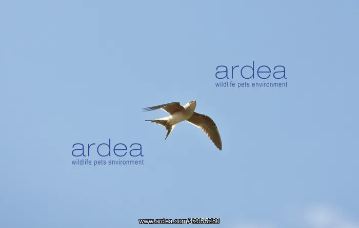 : Collared Pratincole - in flight catching food - April : Collared Pratincole - in flight catching food - April