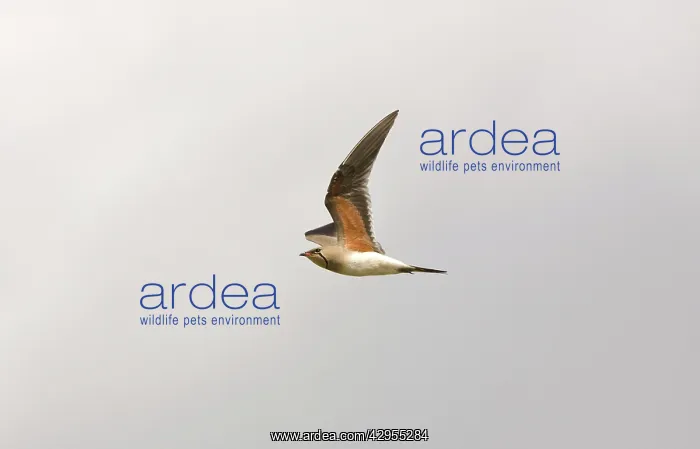 : Collared Pratincole - in flight showing underwing : Collared Pratincole - in flight showing underwing