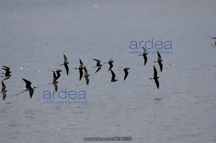 : Collared Pratincole - flock in flight : Collared Pratincole - flock in flight