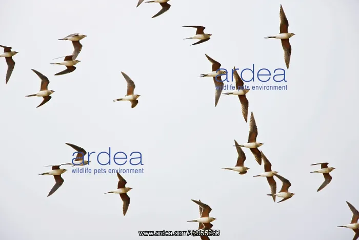 : Collared Pratincole - flock in flight : Collared Pratincole - flock in flight