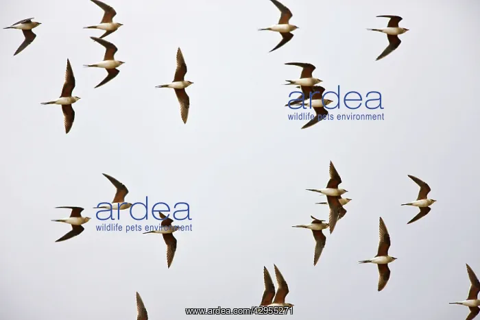 : Collared Pratincole - flock in flight : Collared Pratincole - flock in flight