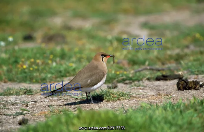 : COLLARED PRATINCOLE + FOOD : COLLARED PRATINCOLE + FOOD