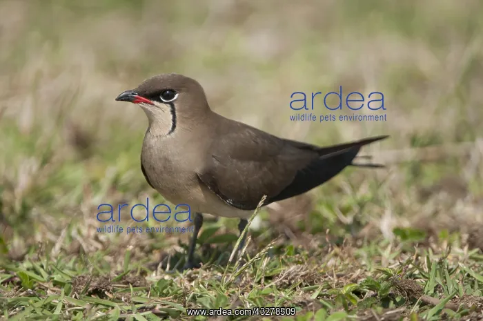 : Collared Pratincole (Gareola pratincola) restin : Collared Pratincole (Gareola pratincola) restin