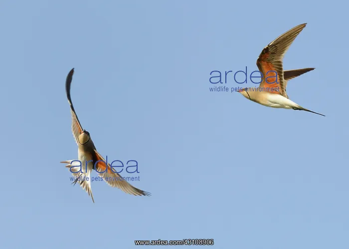 : Collared Pratincoles (Glareola pratincola) in flight : Collared Pratincoles (Glareola pratincola) in flight