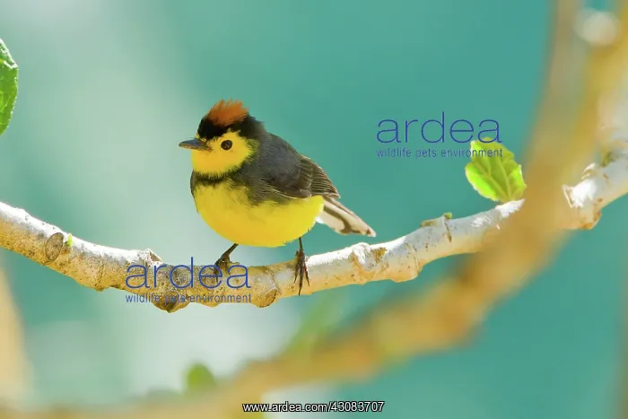 : Collared Redstart : Collared Redstart