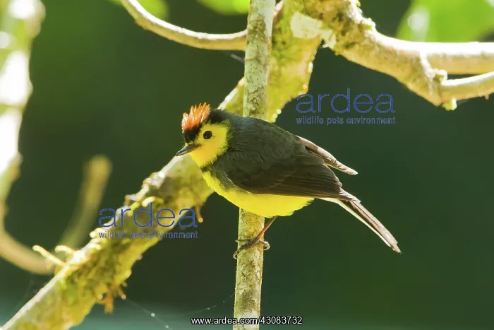 : Collared Redstart : Collared Redstart