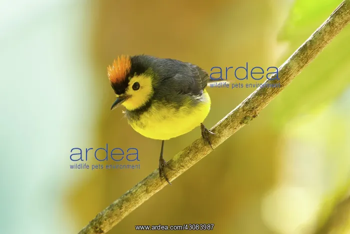 : Collared Redstart : Collared Redstart