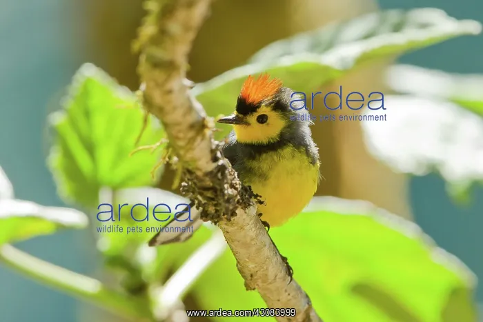 : Collared Redstart : Collared Redstart