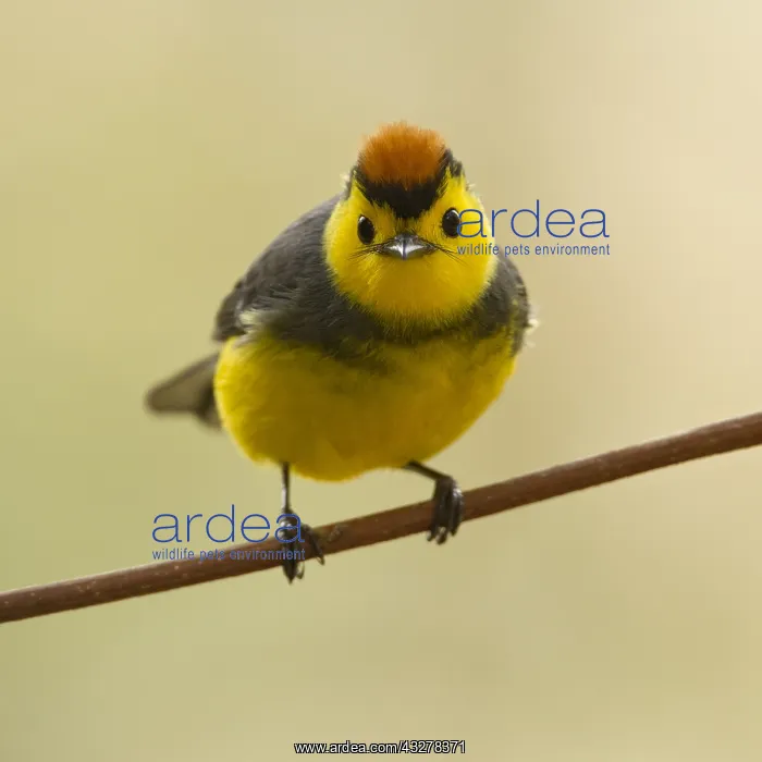 : Collared Redstart (Myioborus torquatus) perched : Collared Redstart (Myioborus torquatus) perched