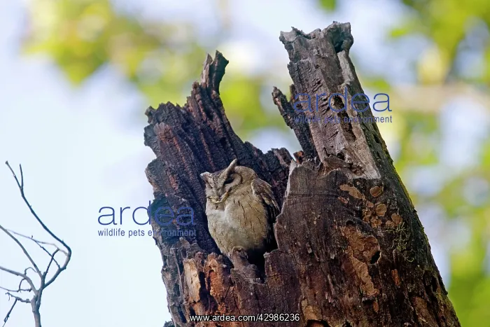 : Collared Scops Owl : Collared Scops Owl