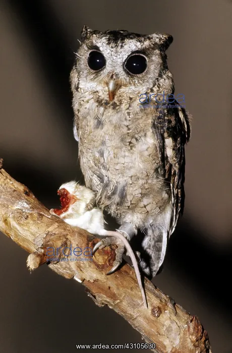: Collared Scops Owl : Collared Scops Owl