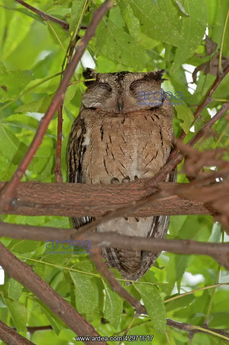 : Collared Scops Owl - roosting with eyes closed : Collared Scops Owl - roosting with eyes closed