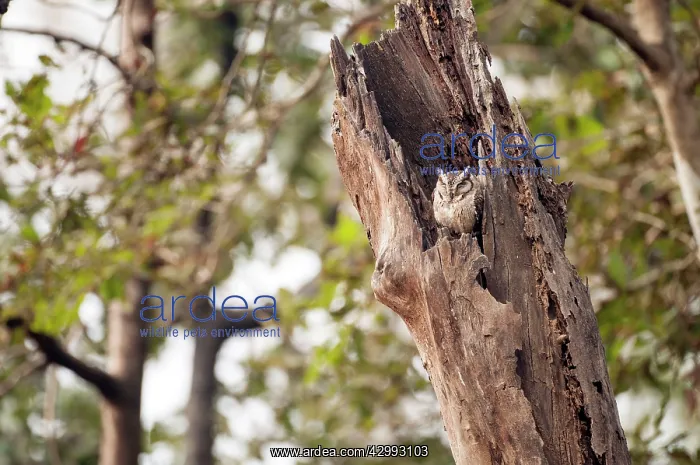  : Collared scops owl - Sitting in tree hole