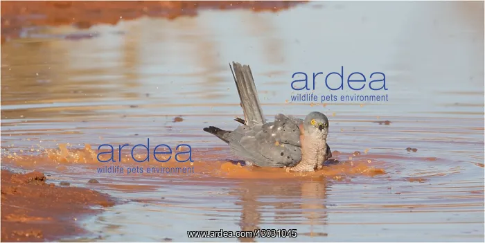: Collared Sparrowhawk - Bathing at the edge of a : Collared Sparrowhawk - Bathing at the edge of a