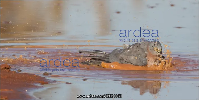  : Collared Sparrowhawk - Bathing at the edge of a