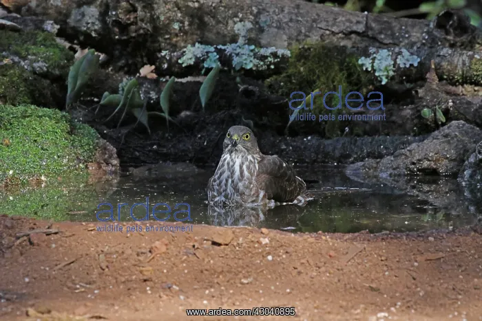 : Collared Sparrowhawk juv : Collared Sparrowhawk juv