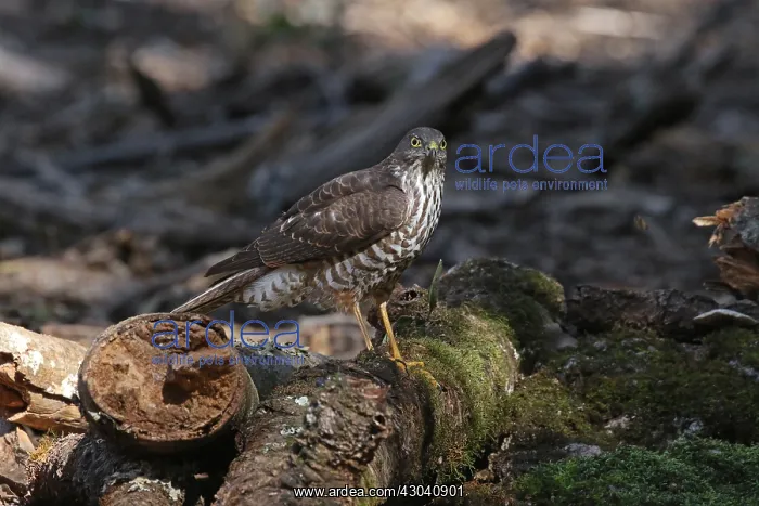 : Collared Sparrowhawk juv : Collared Sparrowhawk juv