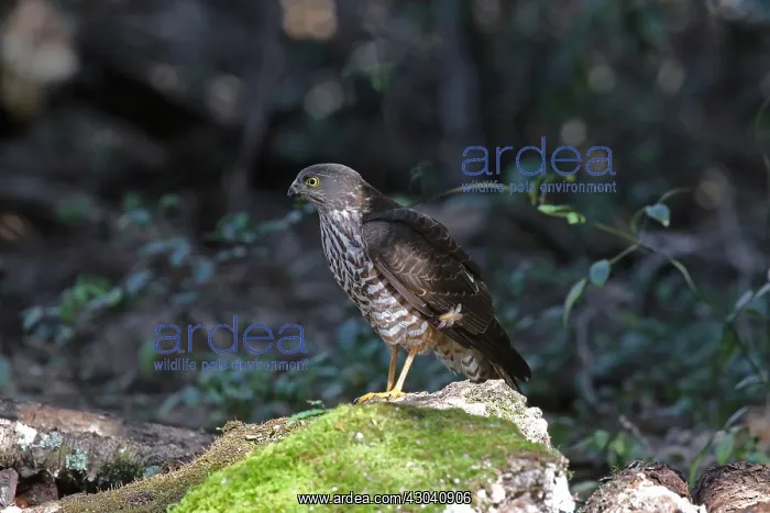 : Collared Sparrowhawk juv