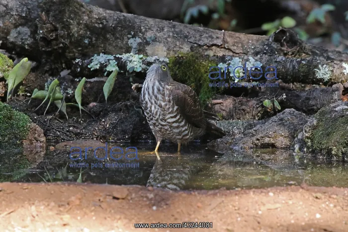 : Collared Sparrowhawk juv : Collared Sparrowhawk juv