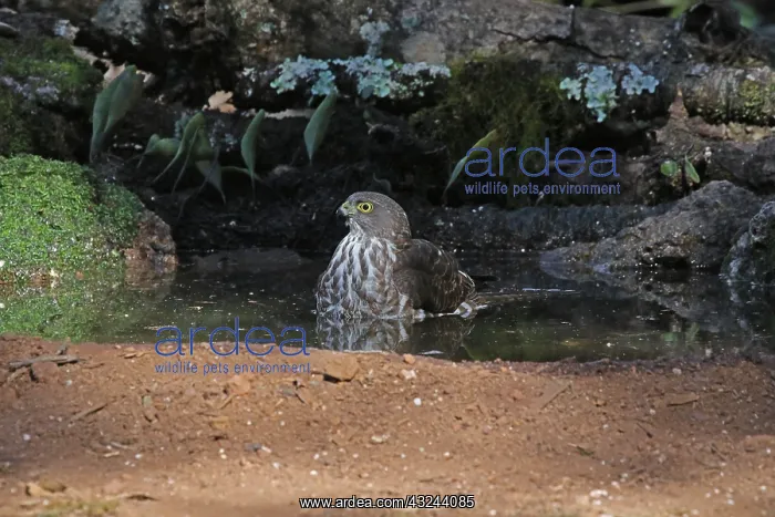 : Collared Sparrowhawk juv : Collared Sparrowhawk juv