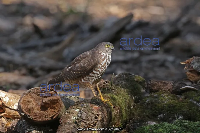 : Collared Sparrowhawk juv : Collared Sparrowhawk juv