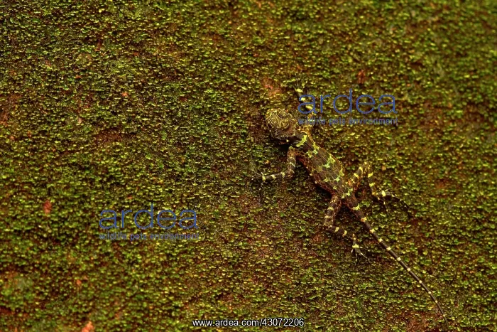 : Collared Tree Lizard (Plica plica) on a tree camouflage : Collared Tree Lizard (Plica plica) on a tree camouflage