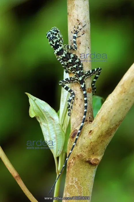 : Collared Tree Runner (Tropidurus plica) : Collared Tree Runner (Tropidurus plica)