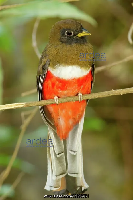 : Collared Trogon : Collared Trogon