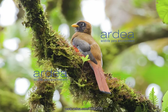 : Collared Trogon (female) : Collared Trogon (female)