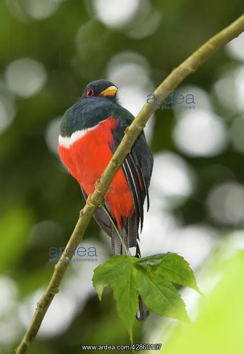 : Collared Trogon male - on branch : Collared Trogon male - on branch