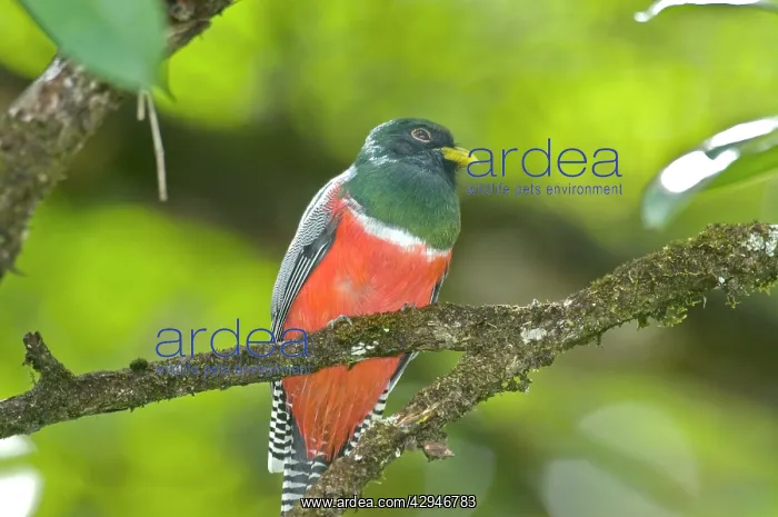 : Collared Trogon - sitting on branch : Collared Trogon - sitting on branch