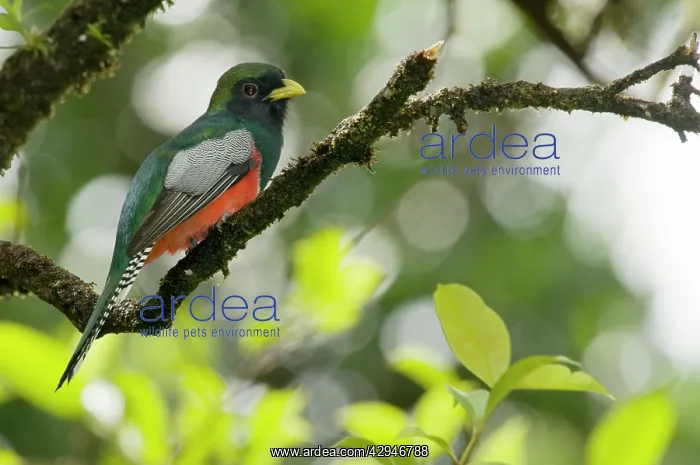 : Collared Trogon - sitting on branch : Collared Trogon - sitting on branch