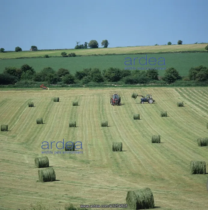 : Collecting bales of silage : Collecting bales of silage