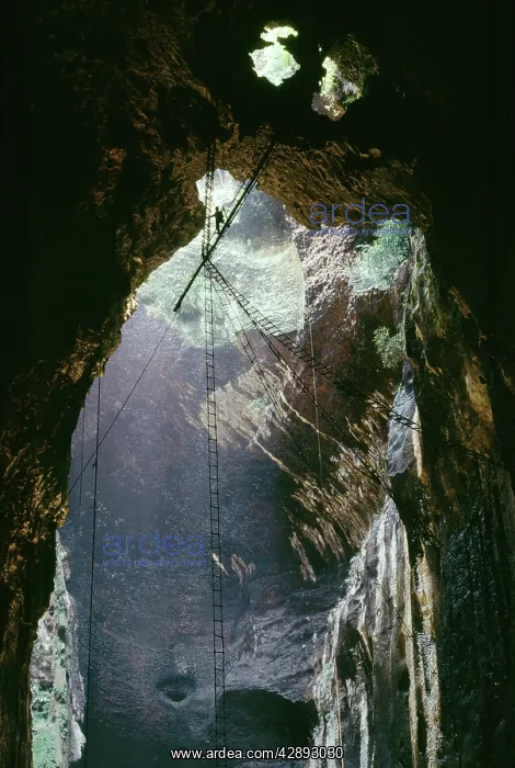 : Collecting Black-nest Swiftlets Nests - edible : Collecting Black-nest Swiftlets Nests - edible