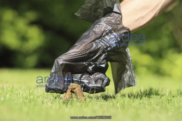 : Collecting dog excrement with a plastic bag France : Collecting dog excrement with a plastic bag France