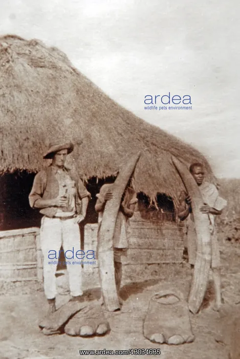 : Collecting elephant ivory in Uganda, old postcard c1910 : Collecting elephant ivory in Uganda, old postcard c1910