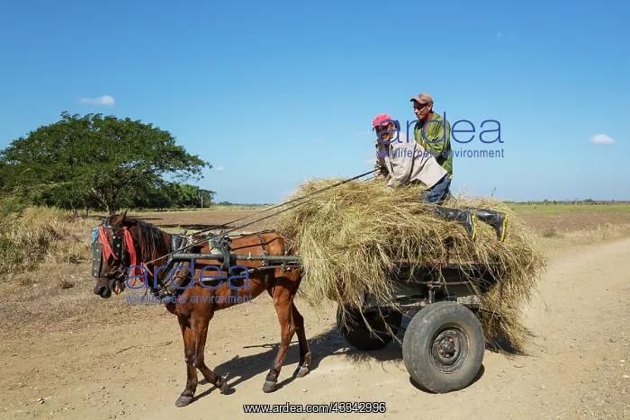 : Collecting hay for animal feed. Vicinity of Manzanillo : Collecting hay for animal feed. Vicinity of Manzanillo