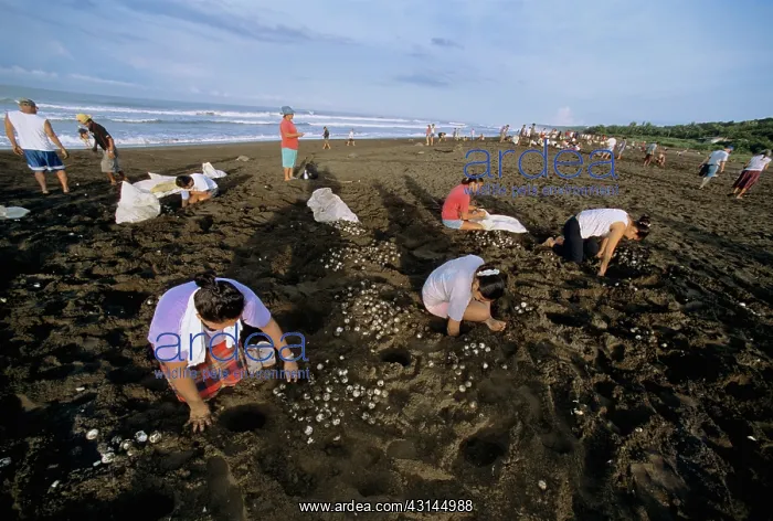 : Collecting Olive Ridley Turtle eggs : Collecting Olive Ridley Turtle eggs