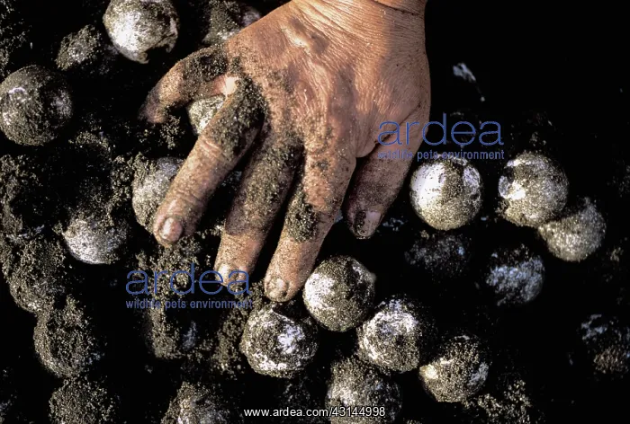 : Collecting Olive Ridley Turtle eggs : Collecting Olive Ridley Turtle eggs