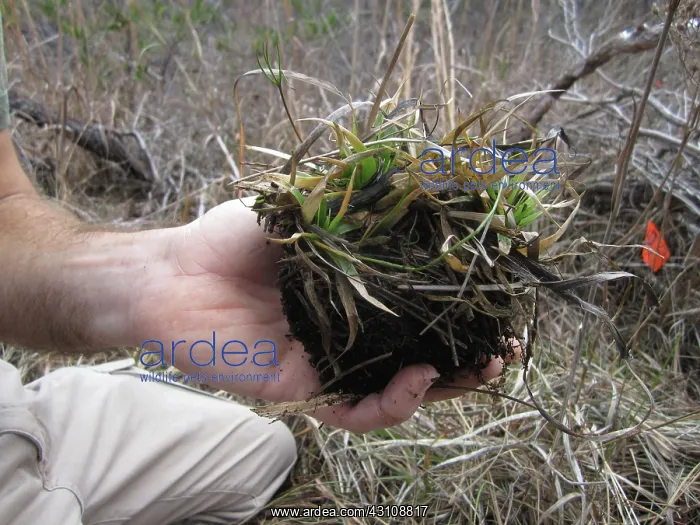: Collecting Salamander Eggs : Collecting Salamander Eggs