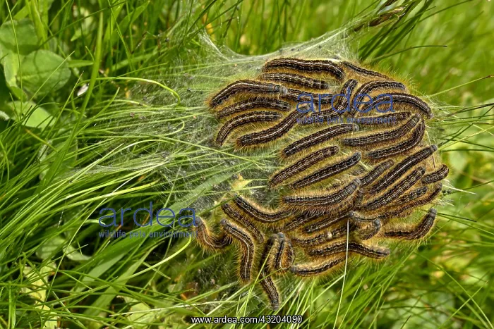 : Collection of caterpillars, Lackey moth ( Malacosoma : Collection of caterpillars, Lackey moth ( Malacosoma