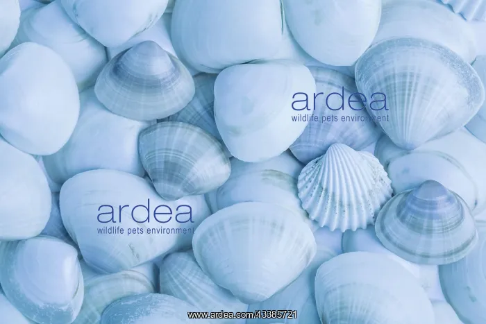 : Collection of seashells as background in blue tone. Su mmer : Collection of seashells as background in blue tone. Su mmer