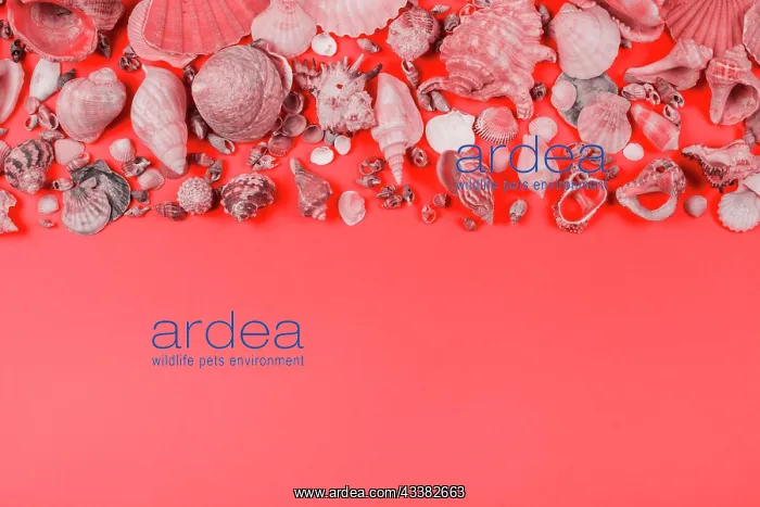 : Collection seashells coral background : Collection seashells coral background