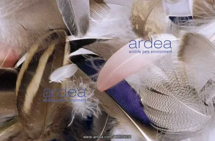 : Collection of various feathers : Collection of various feathers