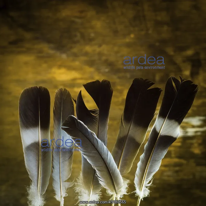 : A collection of vibrant feathers stands upright : A collection of vibrant feathers stands upright