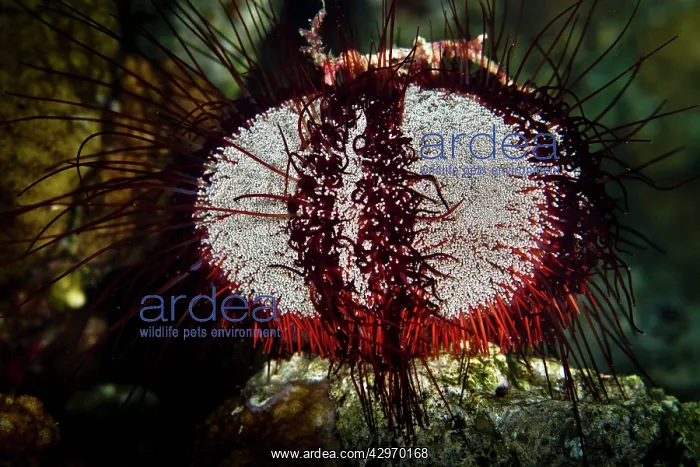 : Collector Sea Urchin : Collector Sea Urchin